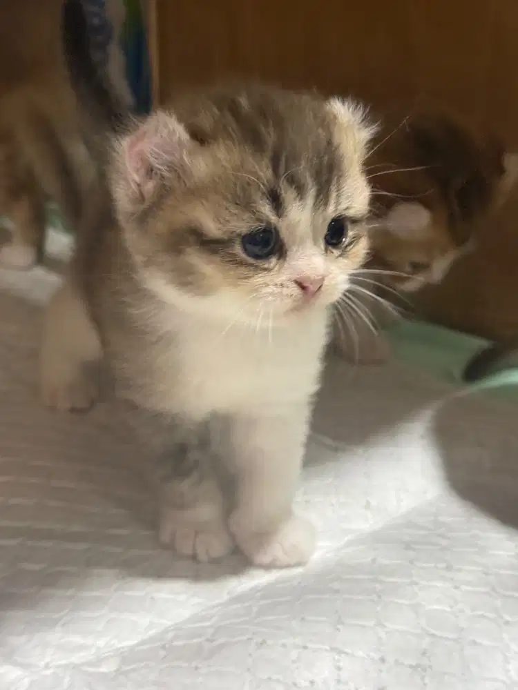 jual kitten BSH , Gaelic , munchkin