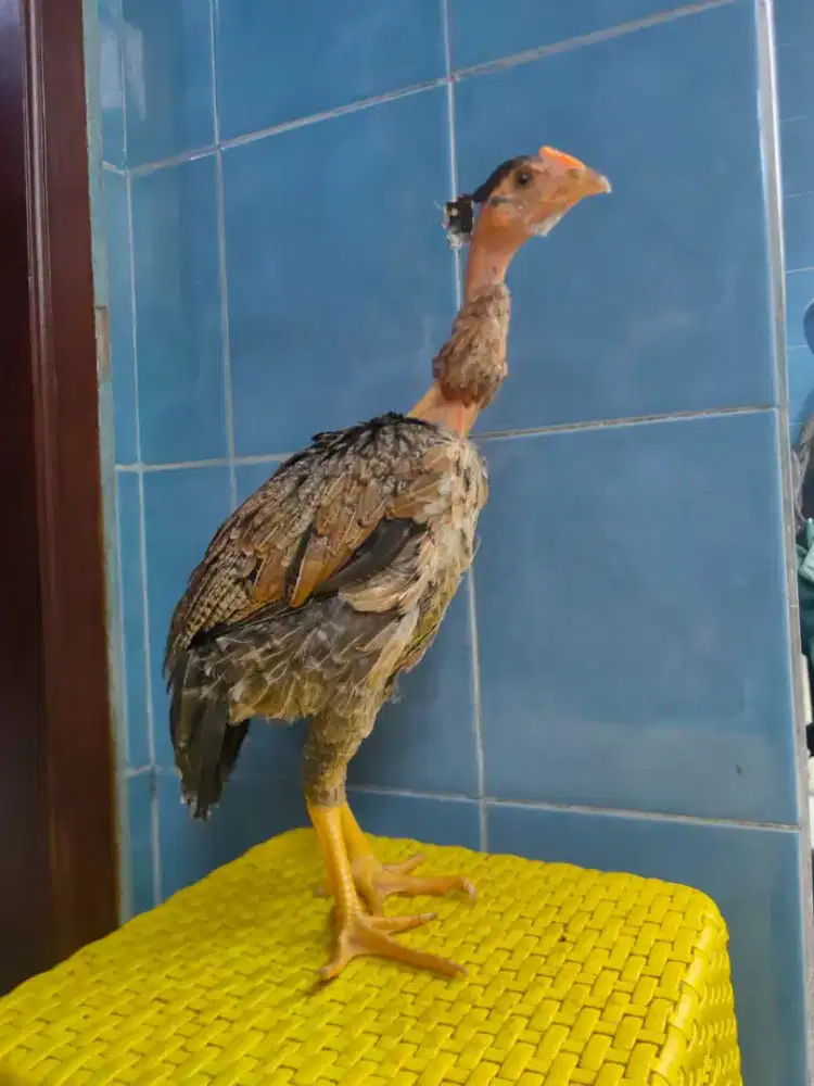 Anakan ayam saigon betina