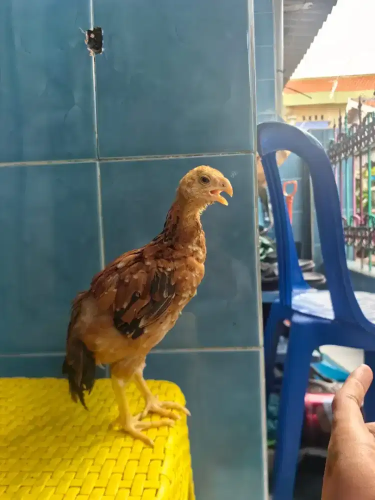 Anakan ayam aseel betina
