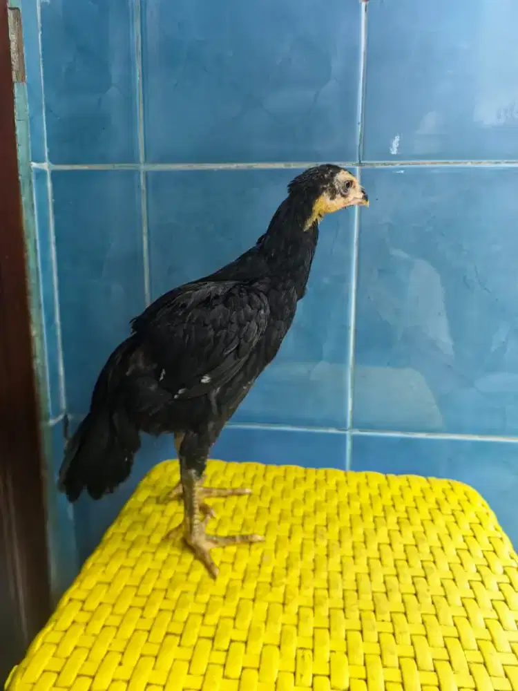Anakan ayam aseel betina