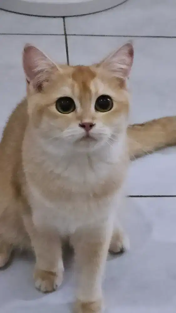 BSH Golden Betina