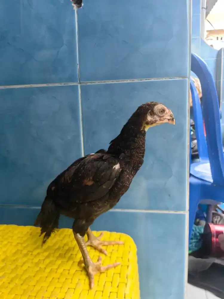 Anakan ayam aseeo