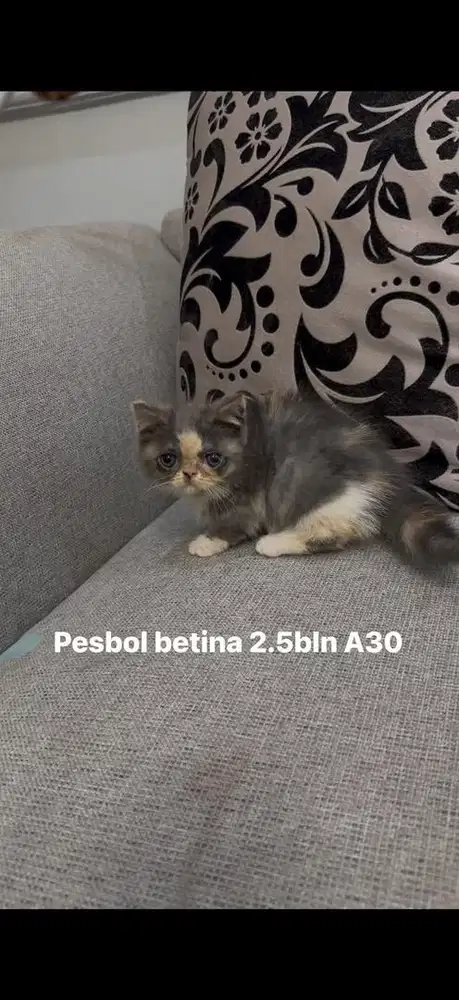 Kucing scotish fold, munchkin peaknose ,