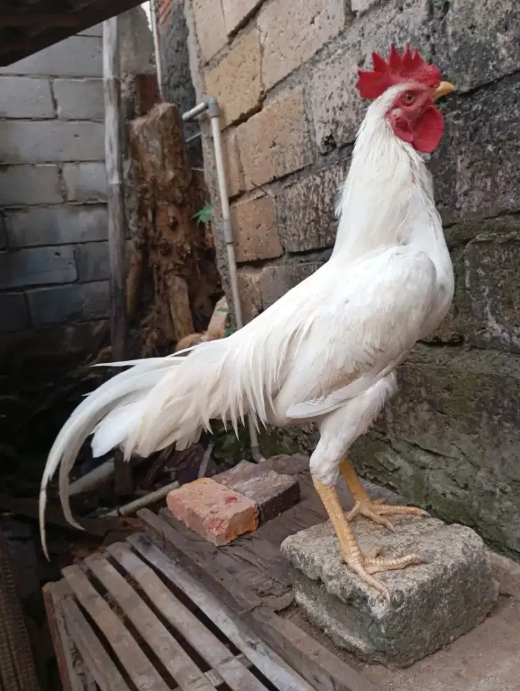 Ayam kampung putih jantan jago