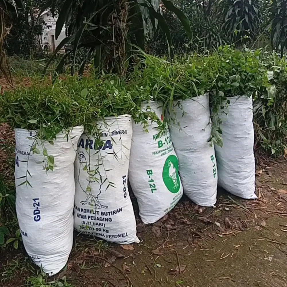 Rumput empan kambing