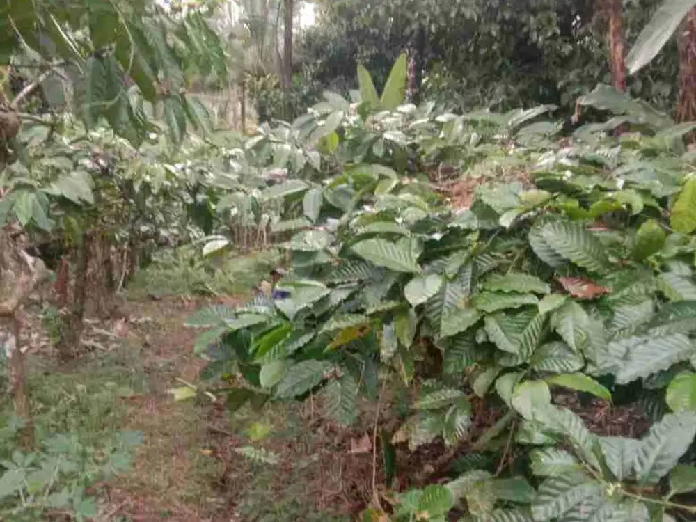 Kebun Kopi di Tabanan Bali hanya 15 Menit ke Balian Beach