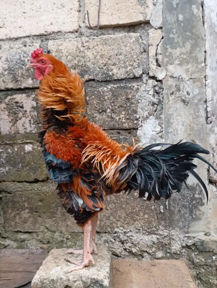 Ayam walik kampung jantan jago