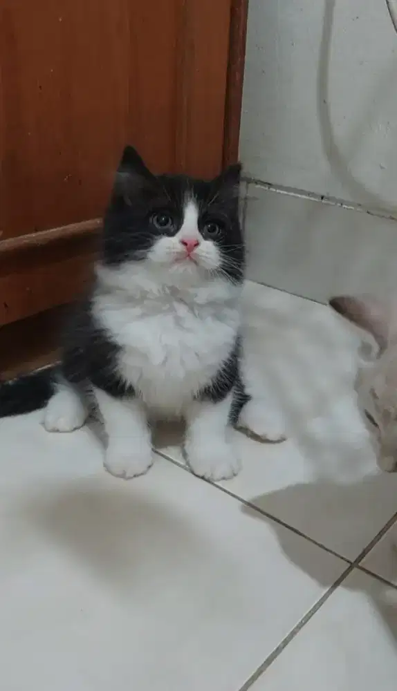 Kucing ragdoll mix british shorthair kitten bsh mix ragdoll