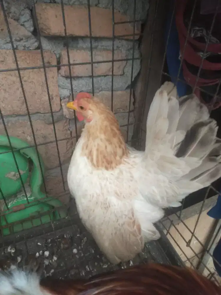 Induk ayam kate dua ekor atau BT