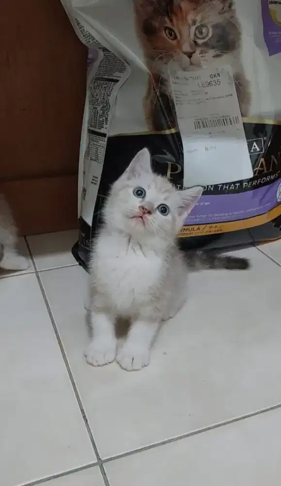 Kitten ragdoll mix bsh kucing ragdoll mix british shorthair