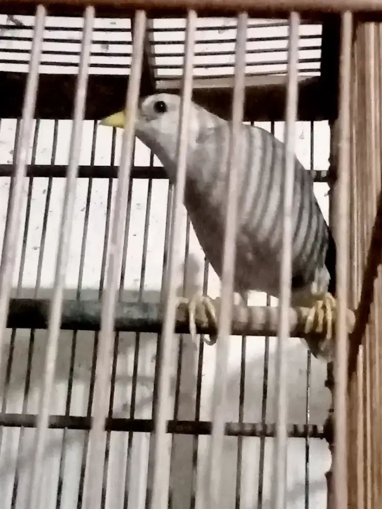 Jalak habriyd. Putih. Sama kebo. . Gacor