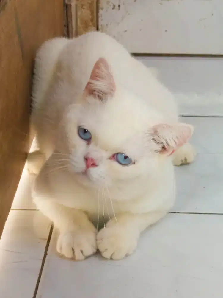 British shorthair Male