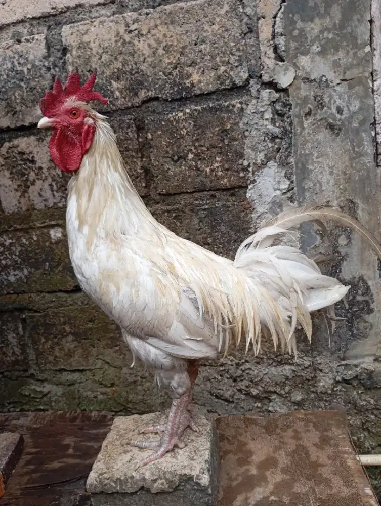 Ayam kampung putih jantan jago gede