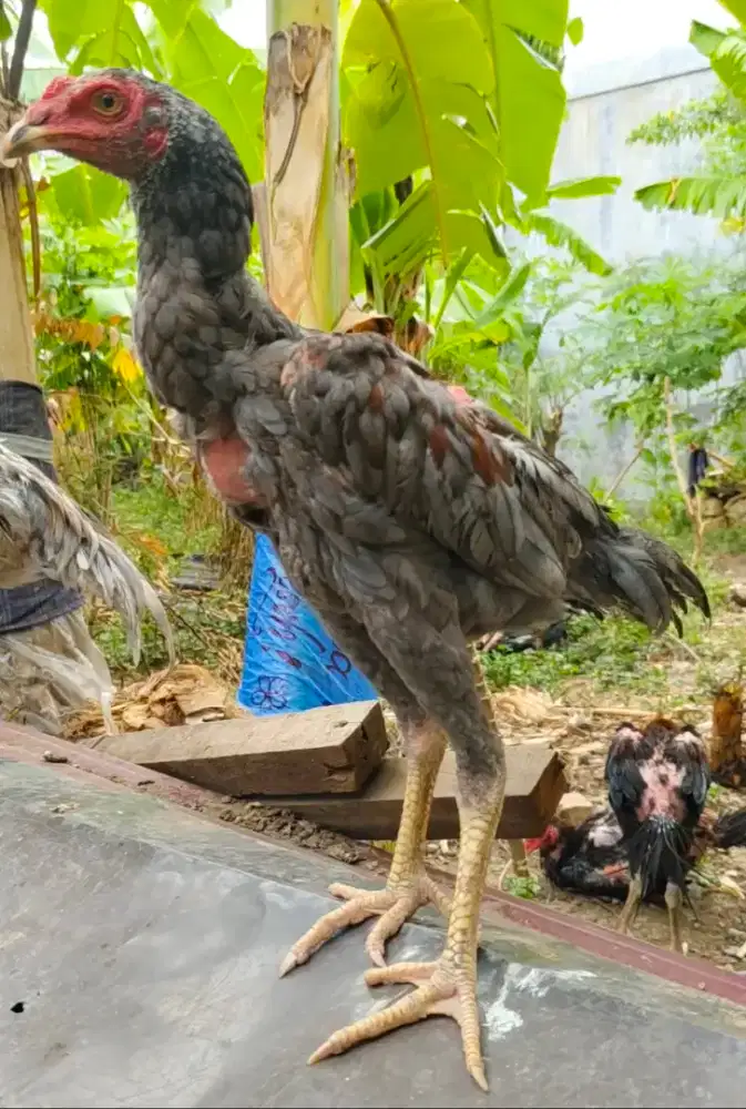 Ayam pakhoy berkualitas