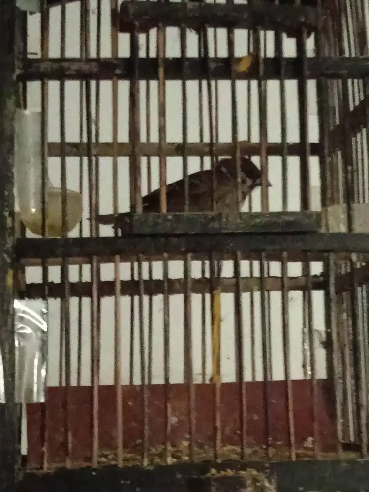 Burung Gereja Gacoran