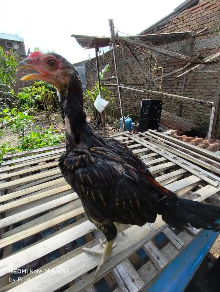Anakan TRAH PAMANGON