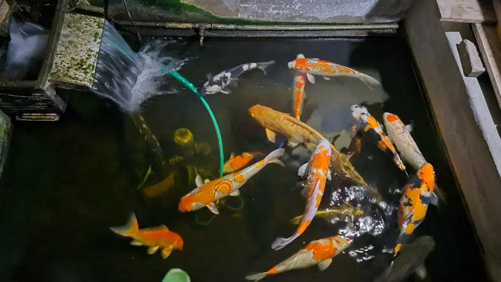 IKAN HIAS KOI (AIR TAWAR)