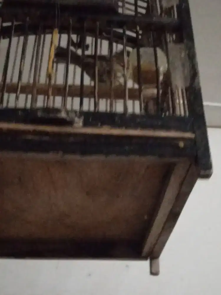 Burung Gereja Gacoran