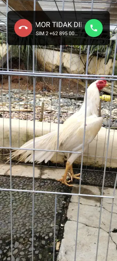 Dijual : Ayam Elid ( Ekor Lidi)