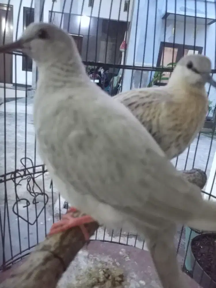 Tekukur Silver vs Leopard Posible Albino MM Multigen
