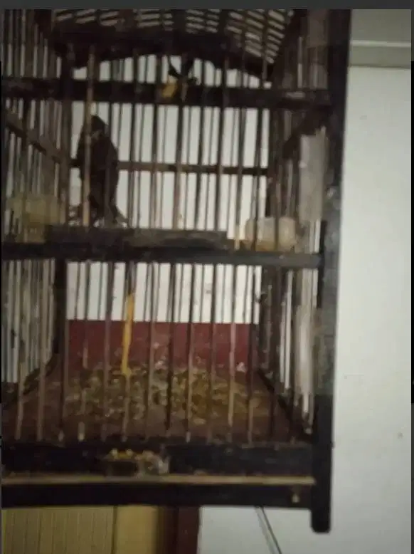 Burung Gereja Gacoran