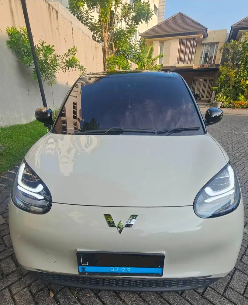 Jual Binguo  Putih 2024