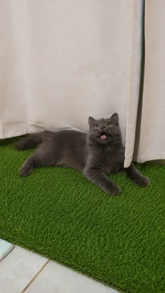 Kucing Persia abu jantan