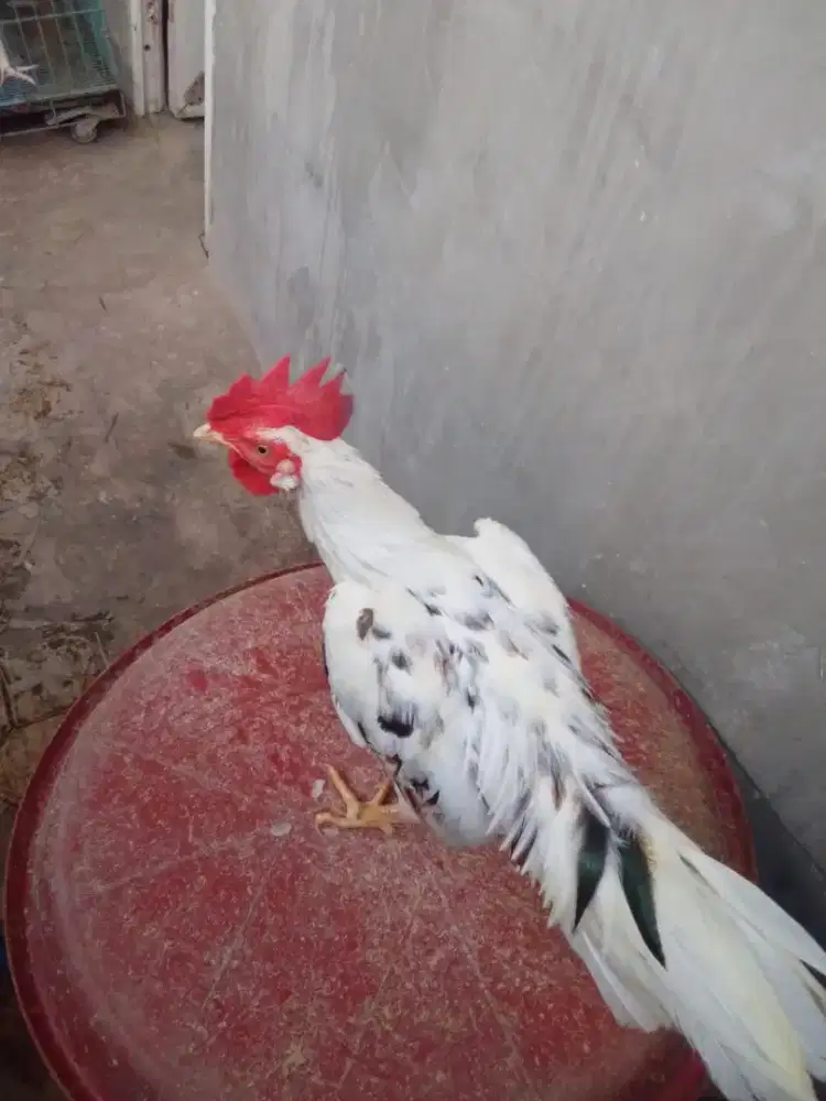 Ayam ketawa muda