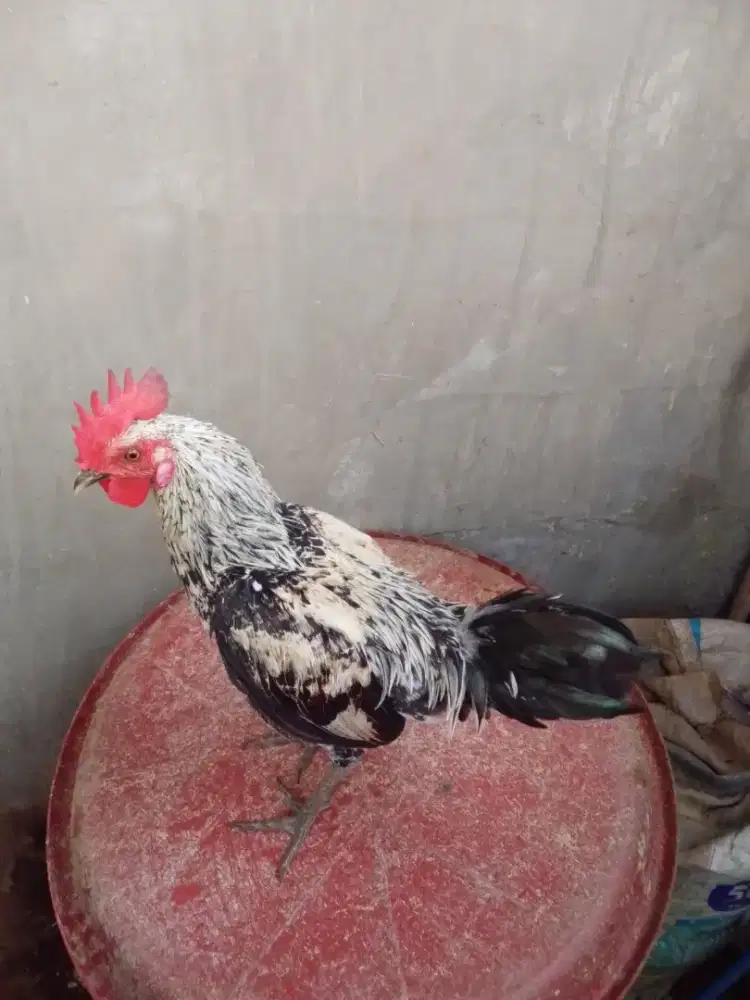 Ayam ketawa durasi ori