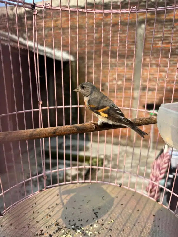 Red siskin classic betina proven 7 bulan lebih