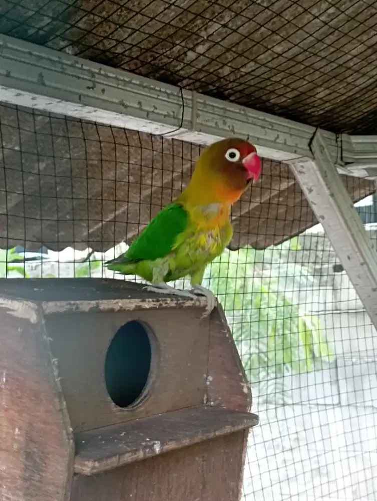 Burung lovebird betina mapan