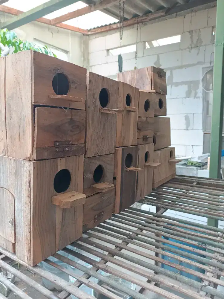 Glodok love birds lakbet tempat nelor