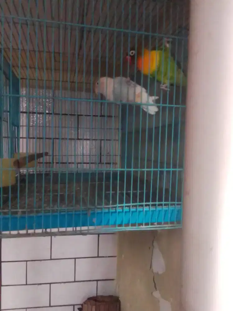 Lovebird sejodoh