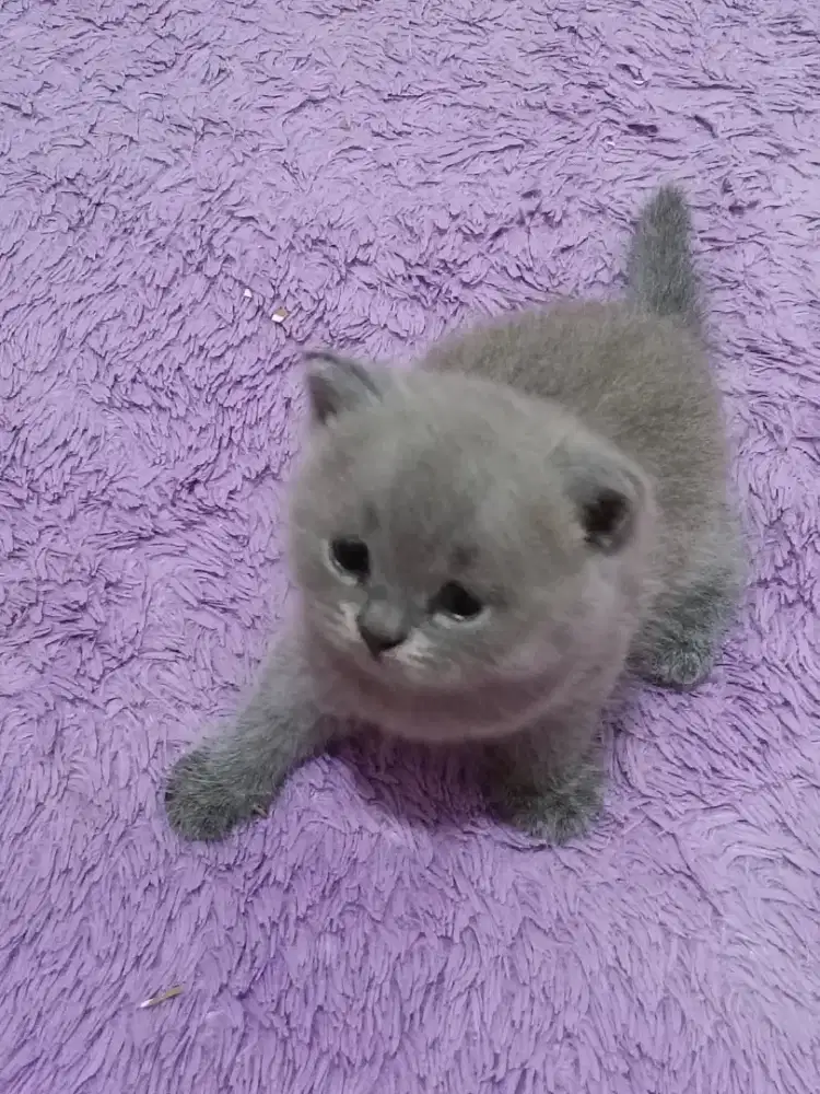 Lepas Adop Kitten BSH betina