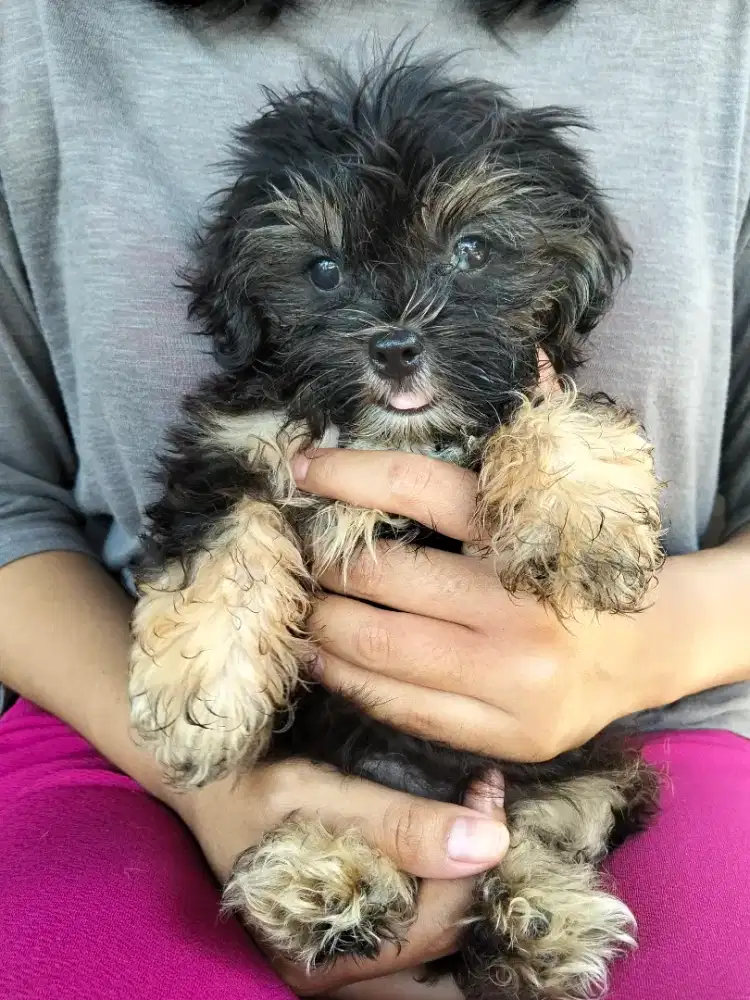 Anakan Mix Poodle