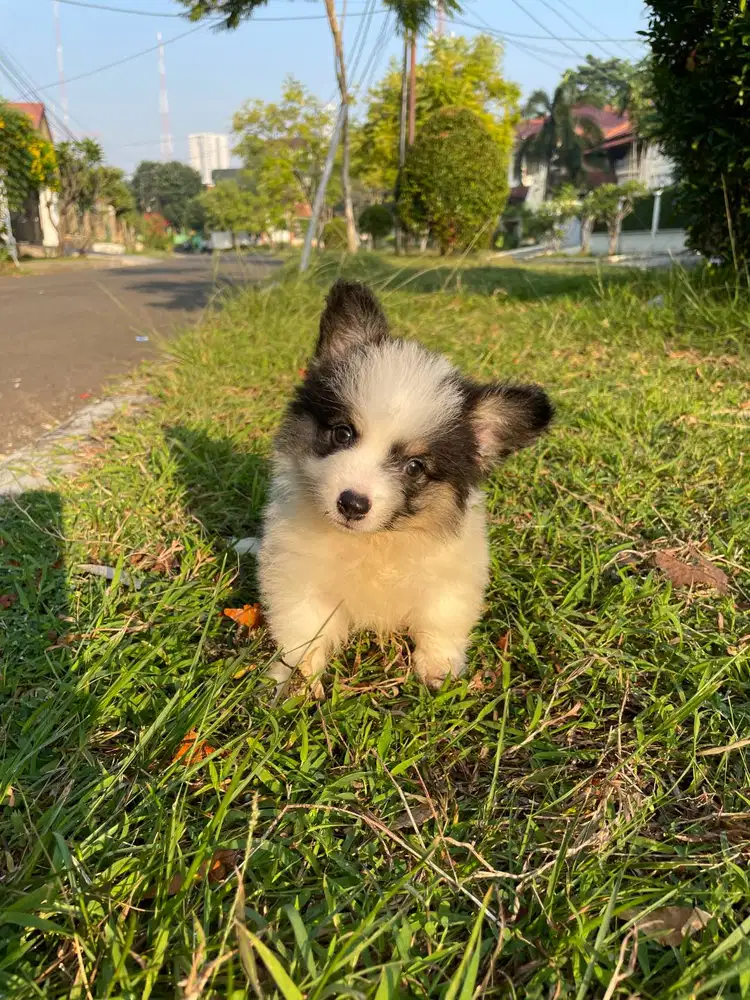 Jual Miracle Marshall of Kaizen Tiny Male Tricolor Fluffy Corgi SuperQ