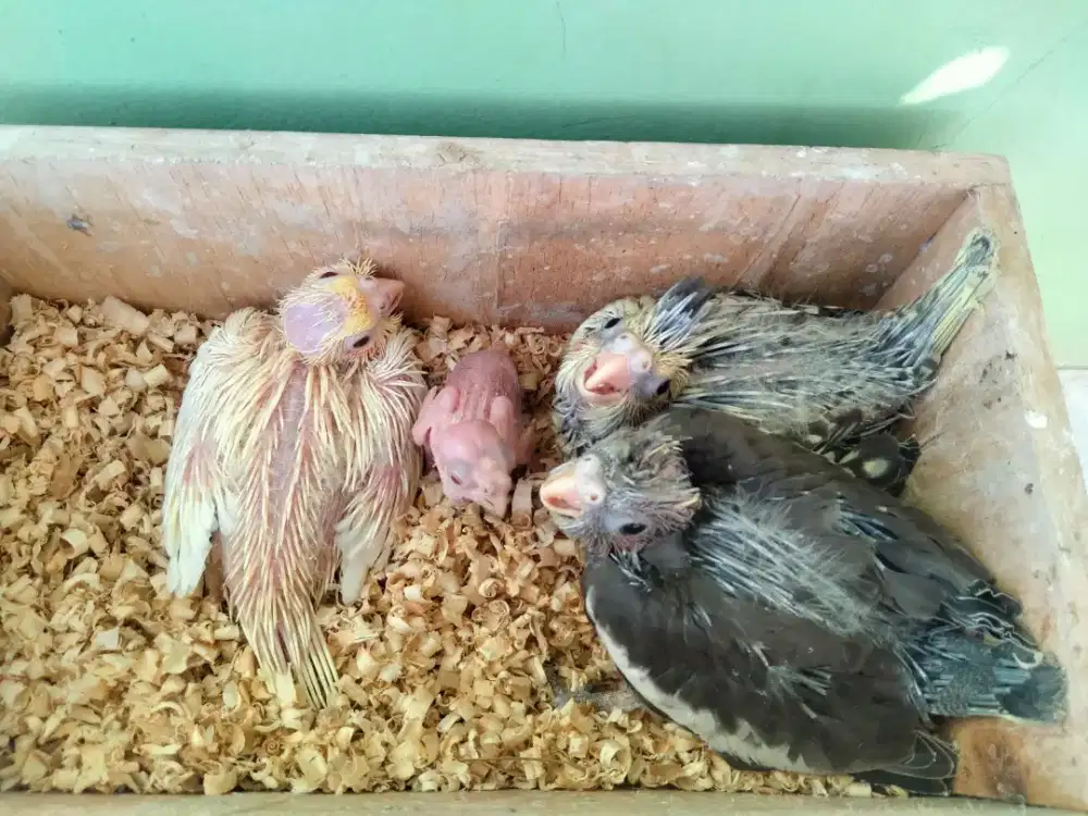 Burung Falk, Parkit Australia, Cockatiel Bandung