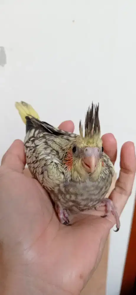 Burung Falk, Parkit Australia, Cockatiel Bandung