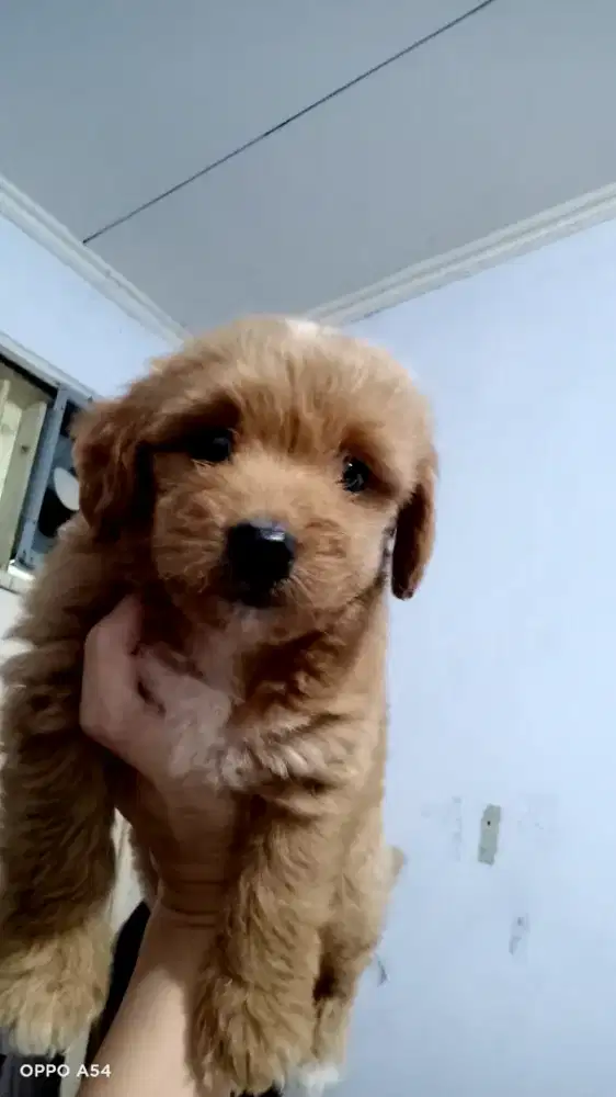 Maltese Poodle Maltepo