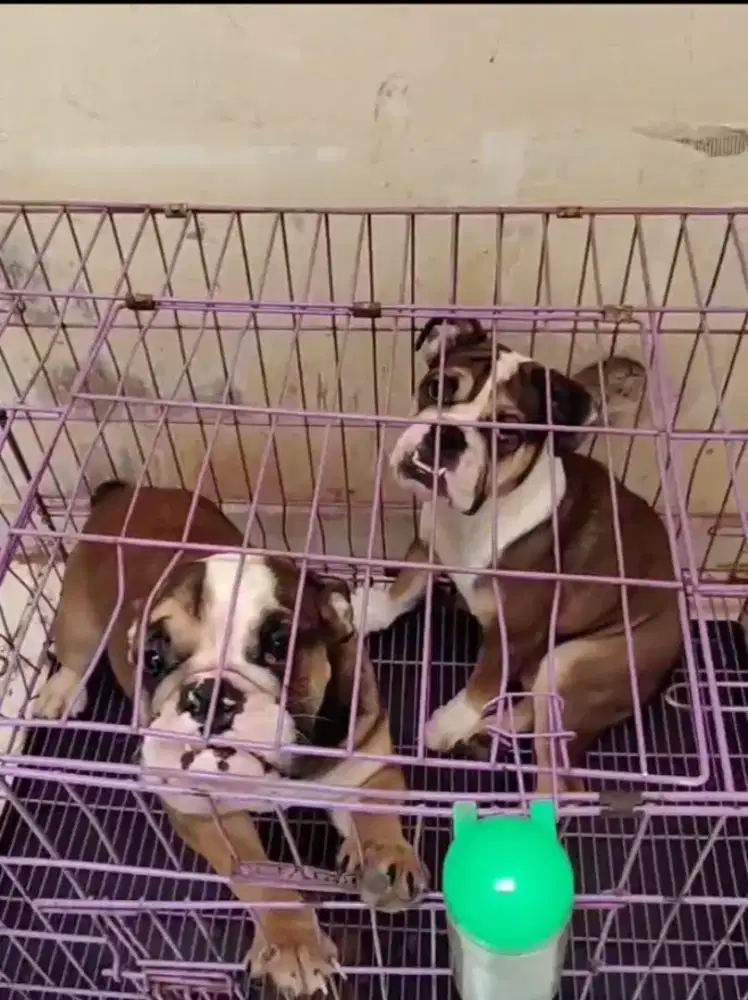 English bulldog