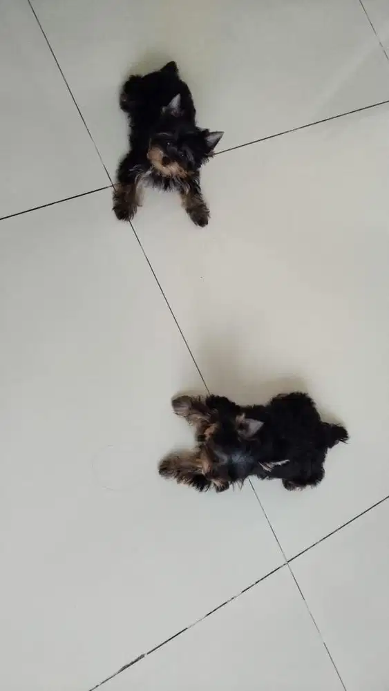 Anjing yorkie puppy