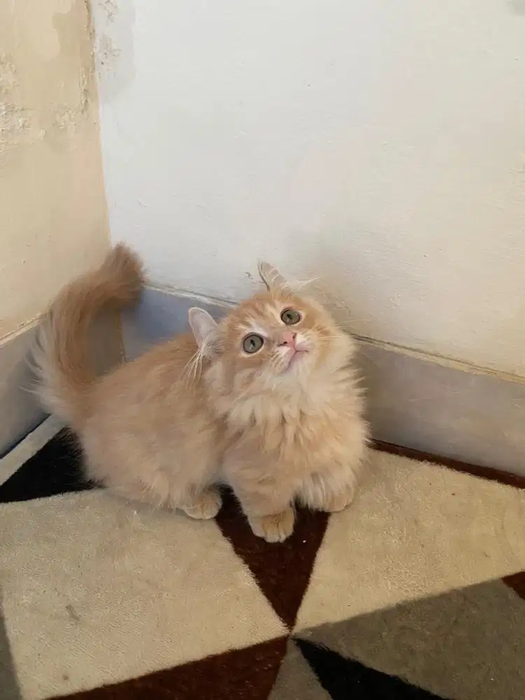 Jual kucing munchkin LH