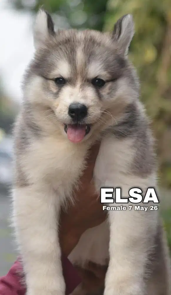 Siberian husky betina puppy