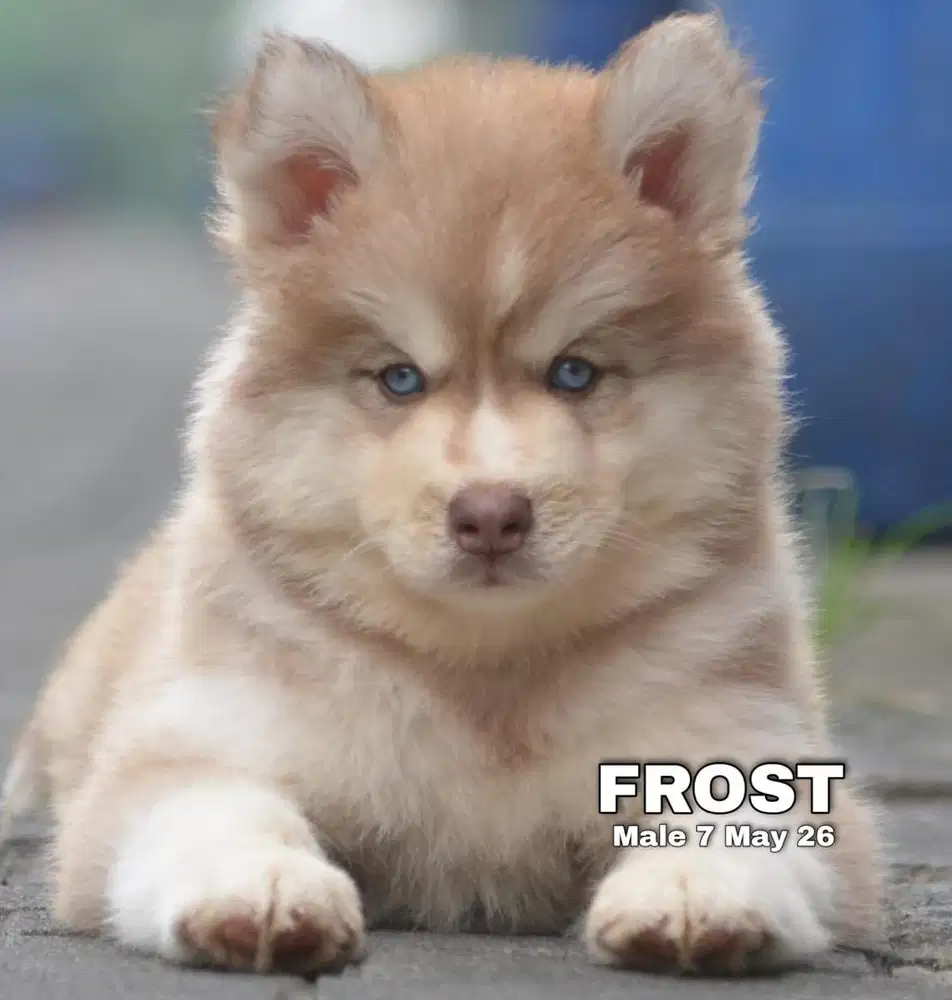 Siberian husky jantan puppy stambum