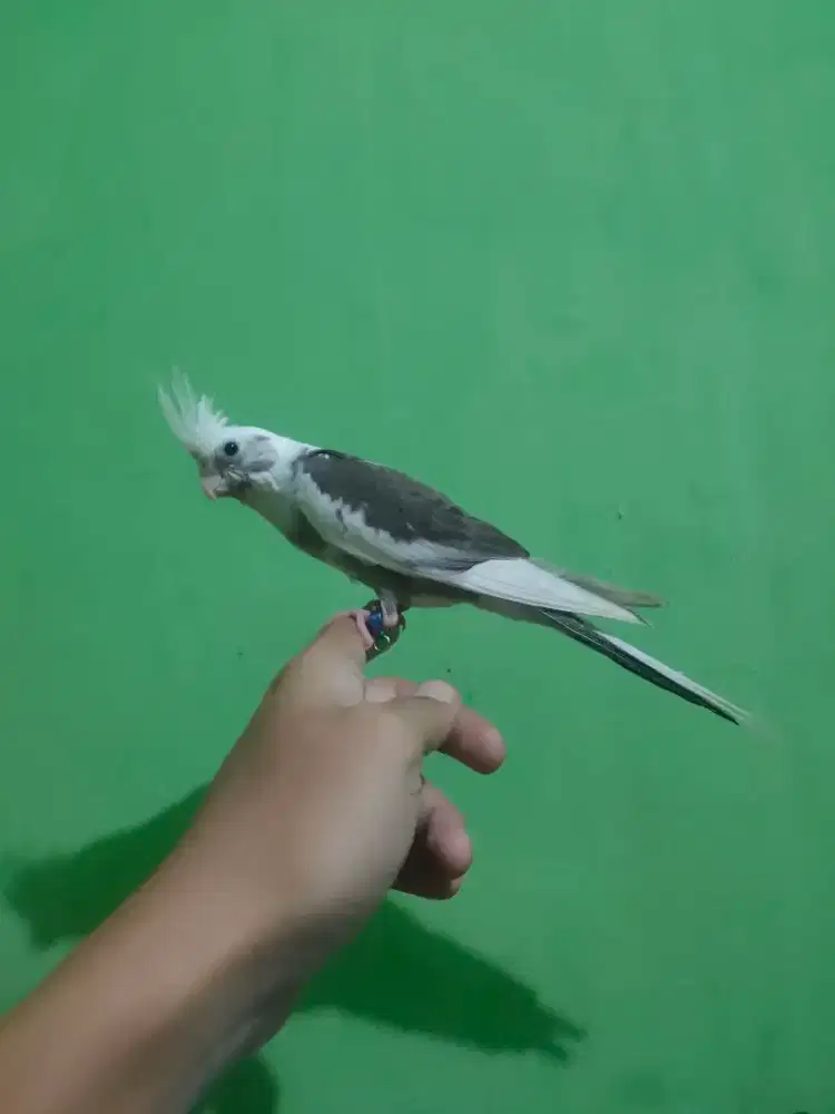 Burung falk parkit Australia