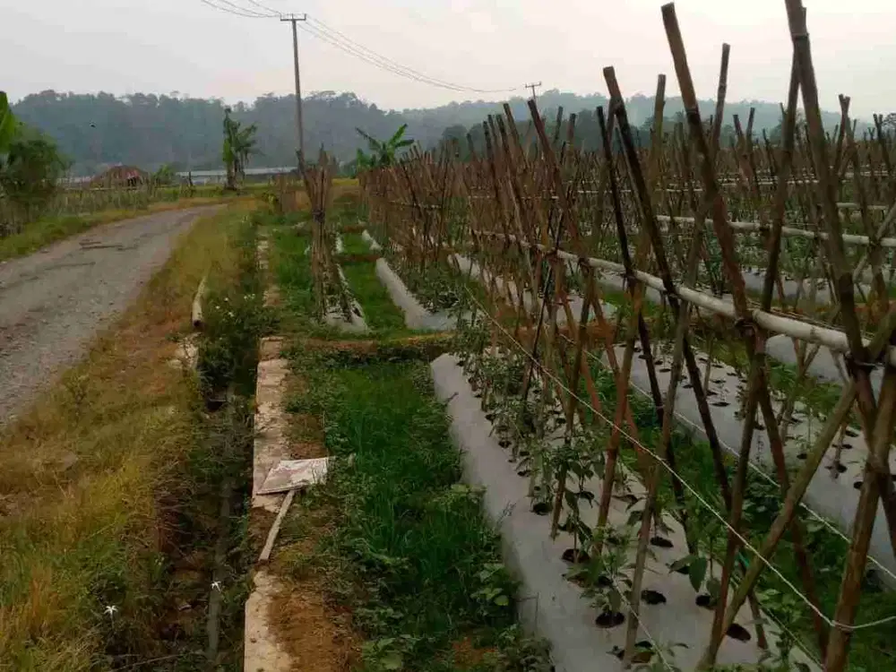 tanah bekas sawah