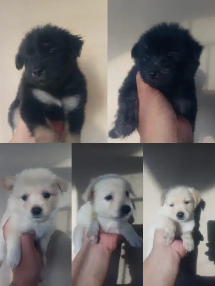 DIJUAL anjing kintamani campuran