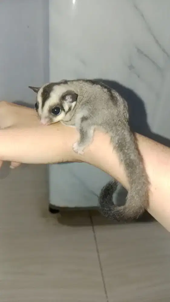 Sugar Glider Grey Betina