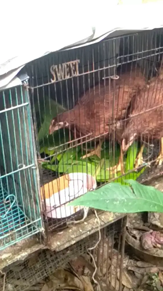 ayam petelur umur - + 3 bulan