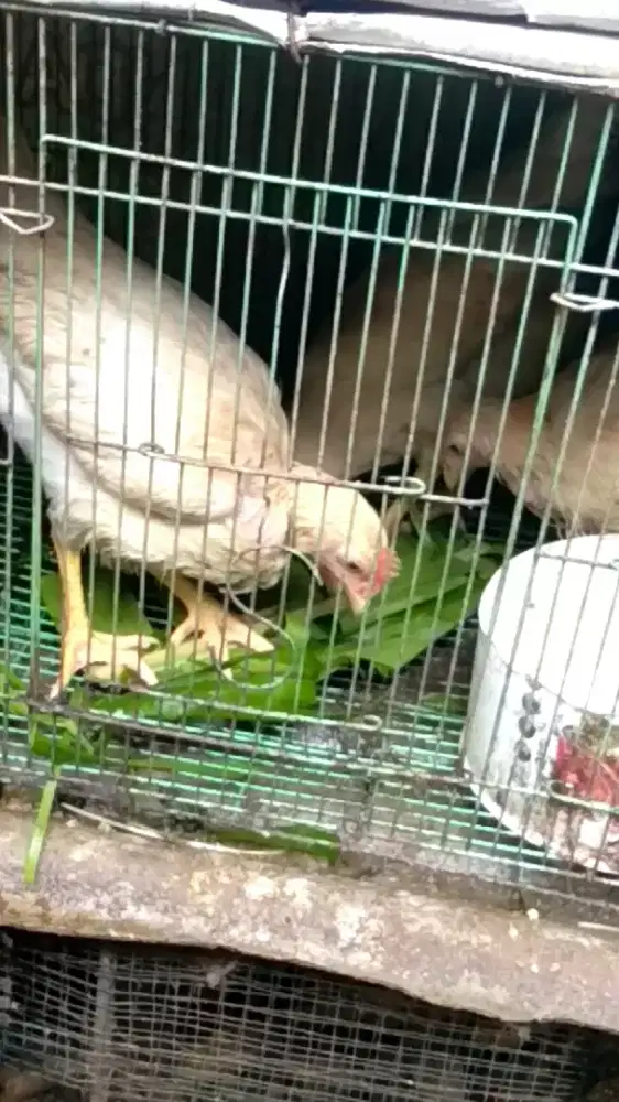 ayam petelur umur - + 3 bulan